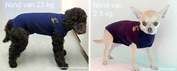 Hond sterilisatie: Na de operatie kan een rompertje van het merk MPS aangetrokken worden